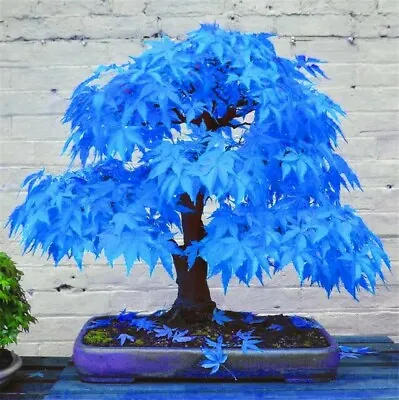 20 Seeds Japanese Maple Acer Tree Sky Blue  Bonsai Rare Plant  Home Garden(JPN7) • £3.99