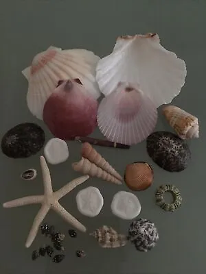 Mixed Sea Shells Pink Scallop Star Fish Urchin Aquarium Fish Tank Craft Beach • £7.95