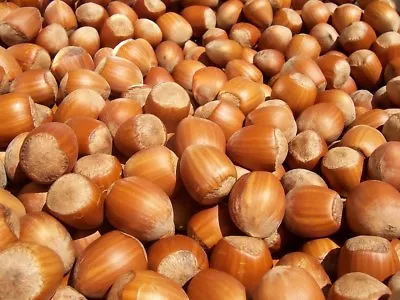 £1.60 • Buy Corylus Avellana.  Hazel Nut  Tree Seeds With Germinating Instructions  5 Seeds