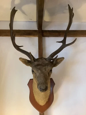 £595 • Buy Taxidermy ~ Vintage Stags Head Mount~
