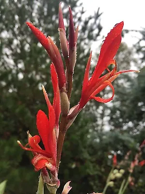 Canna Indica Cannalily Musaefolia Red Flower 10 Seeds • $10