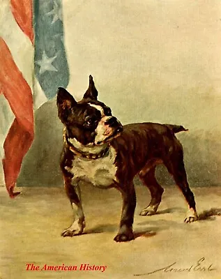 3439 Earl Maud (1864-1943) - 1910 Power Of The Dog - Boston Terrier • $19.13