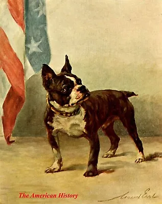 3439 Earl Maud (1864-1943) - Power Of The Dog 1910 - Boston Terrier • $19.56