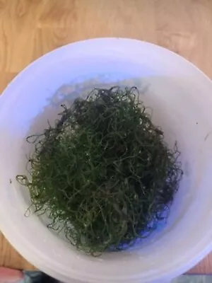 Chaetomorpha ChaetoCheato Macro Algae 30-40grams • £16