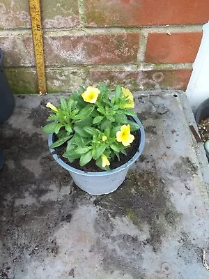 Calibrachoa Million Bells Plant In 13cm Pot Approx. Yellow • £3.29