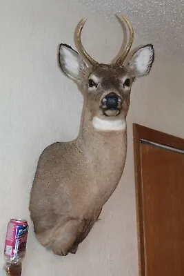 Whitetail Deer Head Shoulder Mount Taxidermy Cape Shed Antler Hunt Mule Rack • $210