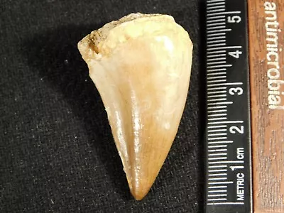 100 Million Year Old! Mosasaurus TOOTH Fossil From Morocco 18.5gr • $16.99