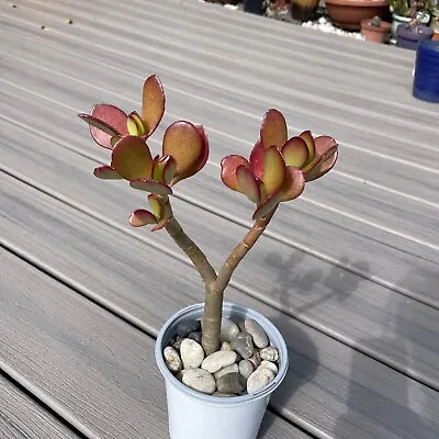RARE RED AKAI Jade Succulent Crassula Ovata Plant Bare Rooted Bonsai Tree  9-10” • $21.90