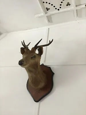 £150 • Buy Taxidermy Stags Head Mounted On Wood Shield Plaque