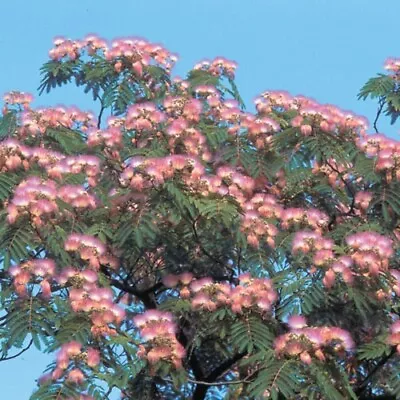 10+ Mimosa Silk Tree Seeds | Powder Puff | Albizia Julibrissin Flower Seed | USA • $2.85