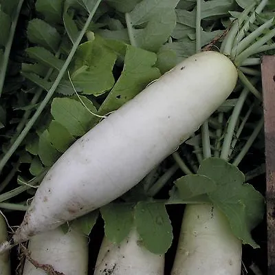 Radish Mooli Minowase 1500 Finest Seeds • £2.59