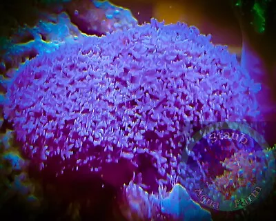 SAF~”WYSIWYG” Large Blue Snowflake Anthelia Coral Frag Soft LPS SPS Colony • $59.99