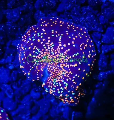 Cornbred's Interstellar Mushroom - WYSIWYG - Frag - LIVE CORAL • $199.99