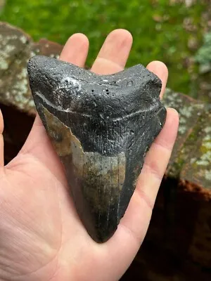 Megalodon Tooth 5.25 Inches￼ • £70