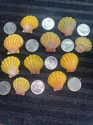 10 HuGE HAWAII HAWAIIAN SUNRISE SHELL Shells CoLoRs Sunriseshells PENDANTS ?? • $169.75