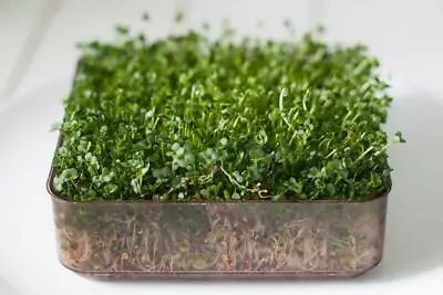 £1.79 • Buy Organic Sprouting / Micro Green Seeds - Broccoli Calabrese - 40 Gram