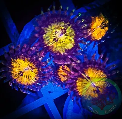 SAF~ Jason Fox Mohican Sun Zoas “WYSIWYG” Paly Zoa Live Coral Colony • $22.99