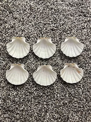 $8.50 • Buy Lot Of 6 Shells 3” Wide Scallop Seashells Cream Color Crafts Or Food Display