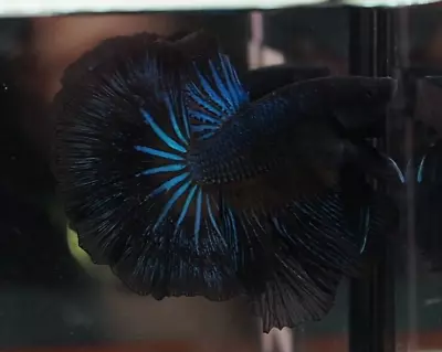 Halfmoon Black Orchid Male Beautiful Fish Live Betta Fish 02 From Thailand • $19.99