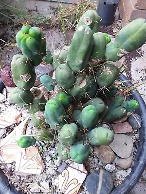 The Penis Plant Bridgesii Monstrose RARE Cacti Cutting • $20