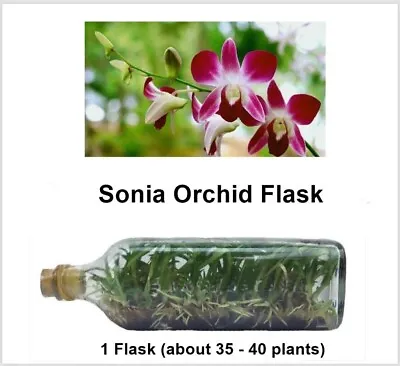 Flask Orchid SoniaPlants Purple Flower Young Plant 35-40 Plants Free Phyto • £138