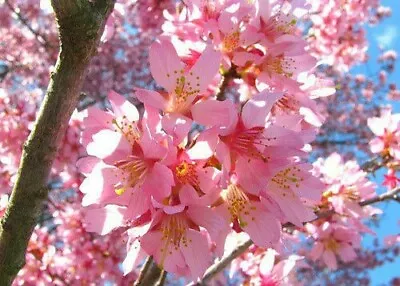 Okame Flowering Cherry Tree  3  Pot 6-12  In Height • $9.99