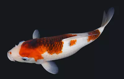 Live Koi Fish 11-12  Goromo Female Koibay • $155