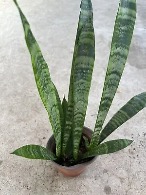 Snake Plant With Pot Mother-In-Law Sanseveria Live Plant • $25.99