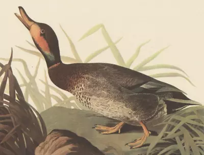 1942 Audubon Art Print 338 Bemaculated Duck. Vintage Bird Illustration. • $9.49