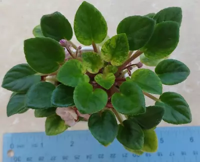 African Violet Plant -- Midget Memories   ~ Variegated Mini ~ In Bud • $8