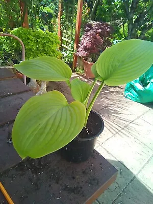 £3.50 • Buy Hosta Stained Glass