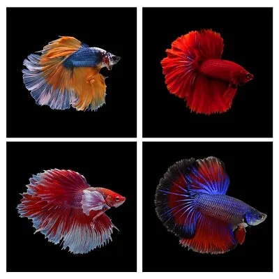 Halfmoon Betta Male | Randomly Selected | Betta Splendens | Labyrinth Fish • £26.57