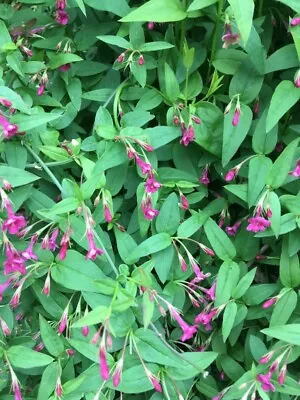 £12.98 • Buy 2 Climbers Jasmine Beesianum Pink/ Honeysuckle Henryi Evergreen Plants