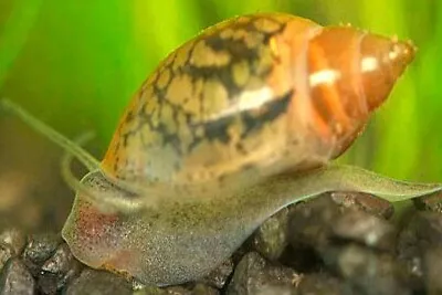 £7 • Buy 10 Aquatic Bladder Snail Pond Snails Live Fish Breeding Dwarf Puffer/Loach Food
