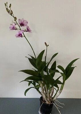 $30 • Buy Orchid. Dendrobium White Caress.  In Flower Now!