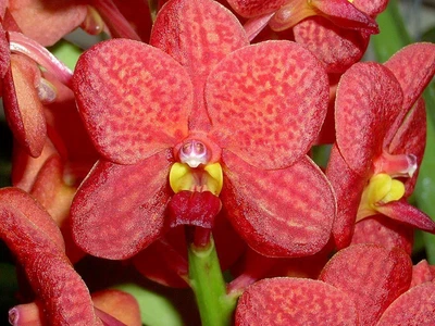 $12 • Buy ORCHID - Vanda Dong Tarn -VIBRANT BLOOMS - STRAP-LEAF TYPE