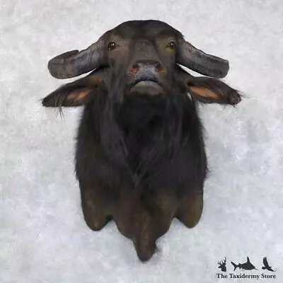 #22147 P | South American Water Buffalo Shoulder Taxidermy Head Mount • $2790