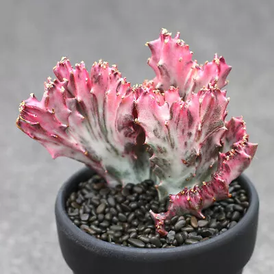 10cm Euphorbia Neriifolia Var.Cristata Variegated Succulent Cactus Live Plant • $35.19