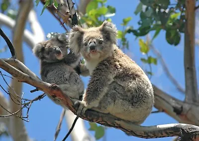 £3.99 • Buy A4| Mother & Baby Koala Bear Poster Size A4 Cute Animal Mum Poster Gift #15832