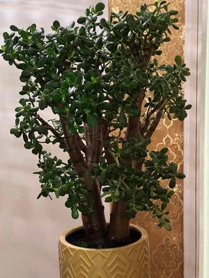 £699 • Buy Very LARGE - Jade Plant - Money Plant – Lucky Money Plant - Crassula Ovata 