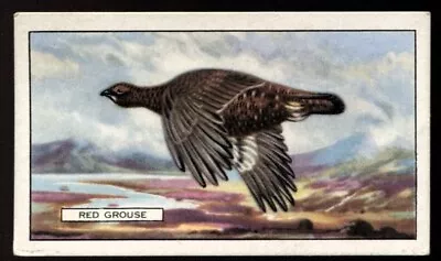 Tobacco Card Gallaher BRITISH BIRDS 1937 Red Grouse #16 • £2