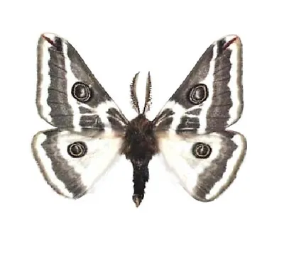 Agapema Anona White Saturn Moth Male Arizona USA Unmounted Wings Closed • $10