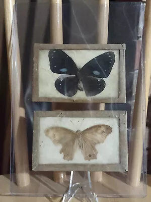 Two Real Insects - 1 Butterfly 1 Moth(??) - Taxidermy • $9.99
