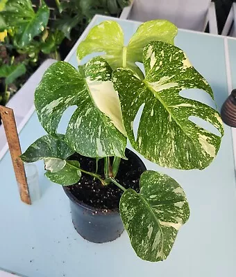 Monstera Thai Constellation Highley Variegated  • $115