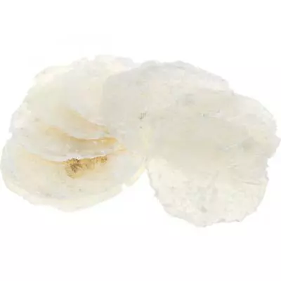 Mother Of Pearl White Capiz Shell Cockles Natural Shells - Seashells Beach Shell • £21.99