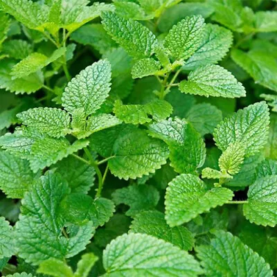 Lemon Mint Seeds | Heirloom - Non-GMO | Free Shipping | Herb Seeds | 1131 • $1.99