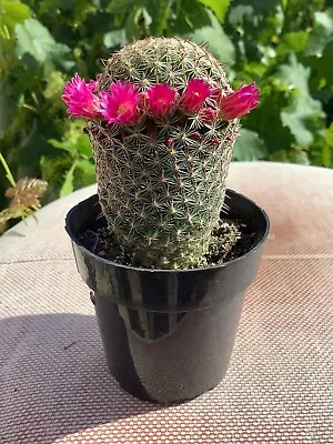 Mammillaria Matudae - Thumb Cactus • $10