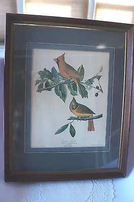 $65 • Buy Vintage Print/lithograph Of Audubon's  Cardinal Grosbeak  Male And Female