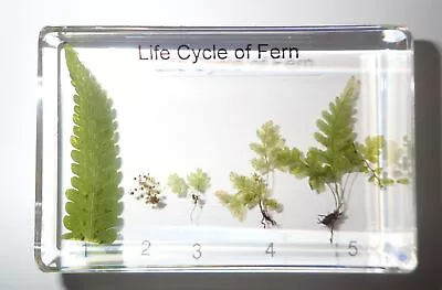 Life Cycle Of Fern Set Maidenhair Fern Real Plant Specimen Learning Aid • $22