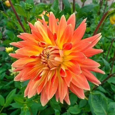 Dahlia Motto Dinnerplate 1 Live Flower Plant Bulb Tuber Apricot Orange • $14